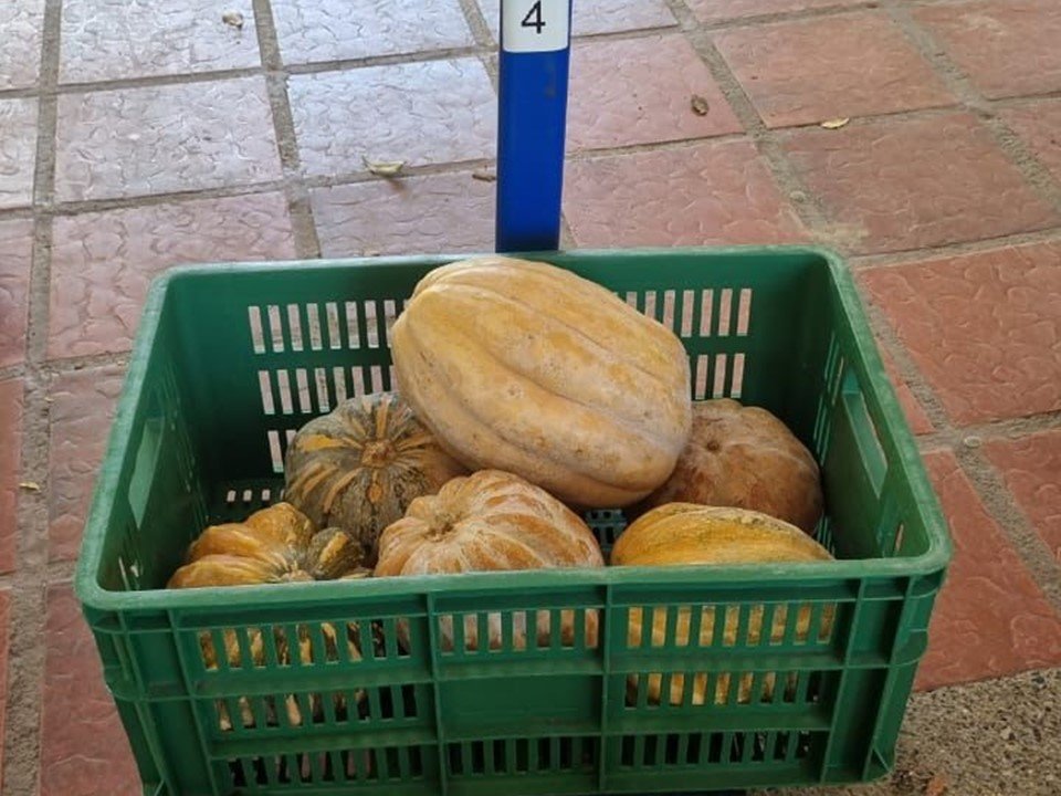 Se salvan ahuyamas de Maicao gracias a compras por el PAE del Plan Mundial de Alimentos en La Guajira