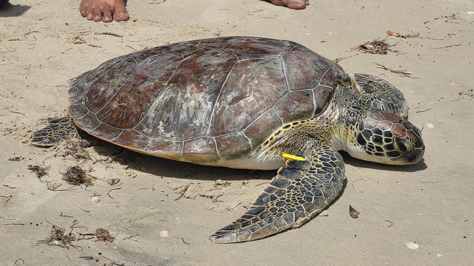 En el marco de sus buenas prácticas de sostenibilidad, Hocol conmemora el Día Mundial de las Tortugas Marinas