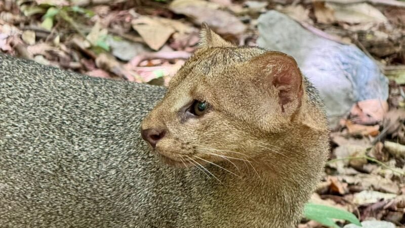 Cerrejón rescata y libera dos yaguarundíes en sus áreas de conservación