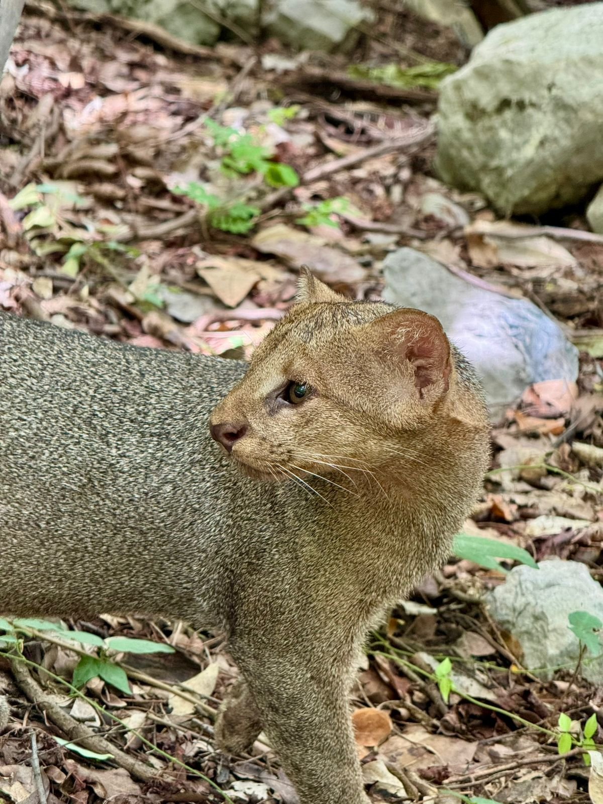 Cerrejón rescata y libera dos yaguarundíes en sus áreas de conservación