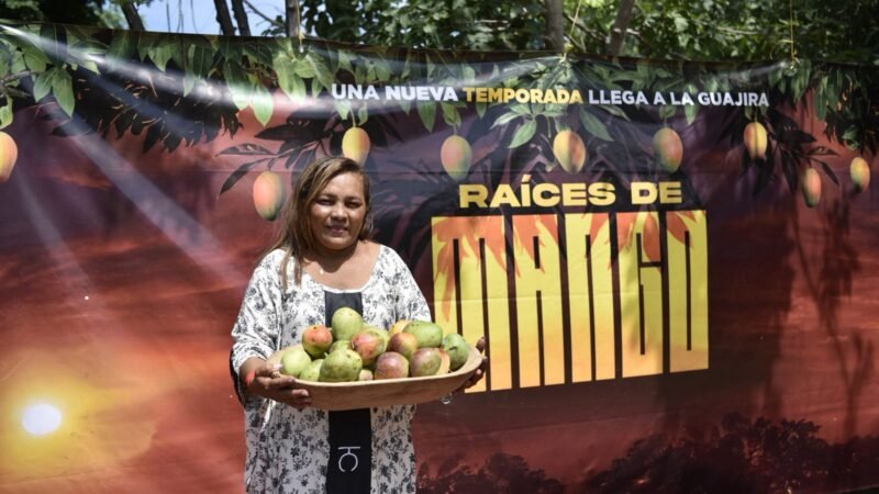 Nace ‘Raíces de Mango’, una producción agrícola de nuevecomunidades guajiras, Postobón, su Fundación y Cerrejón