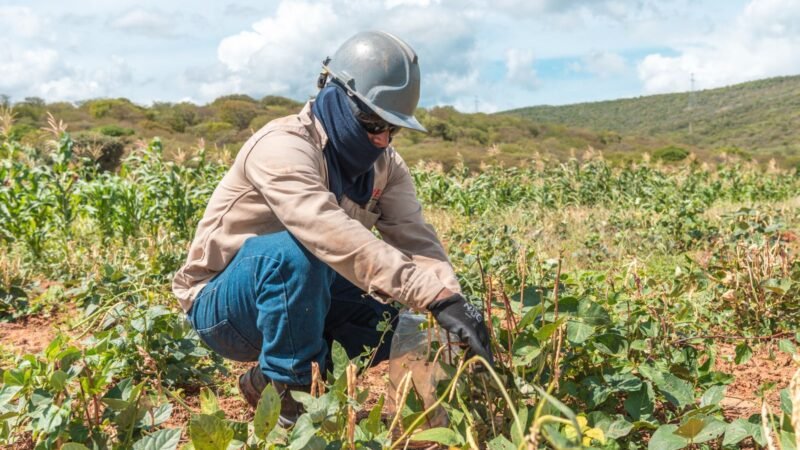 Granja Experimental Manantial de Cerrejón: producción sostenible en suelos rehabilitados