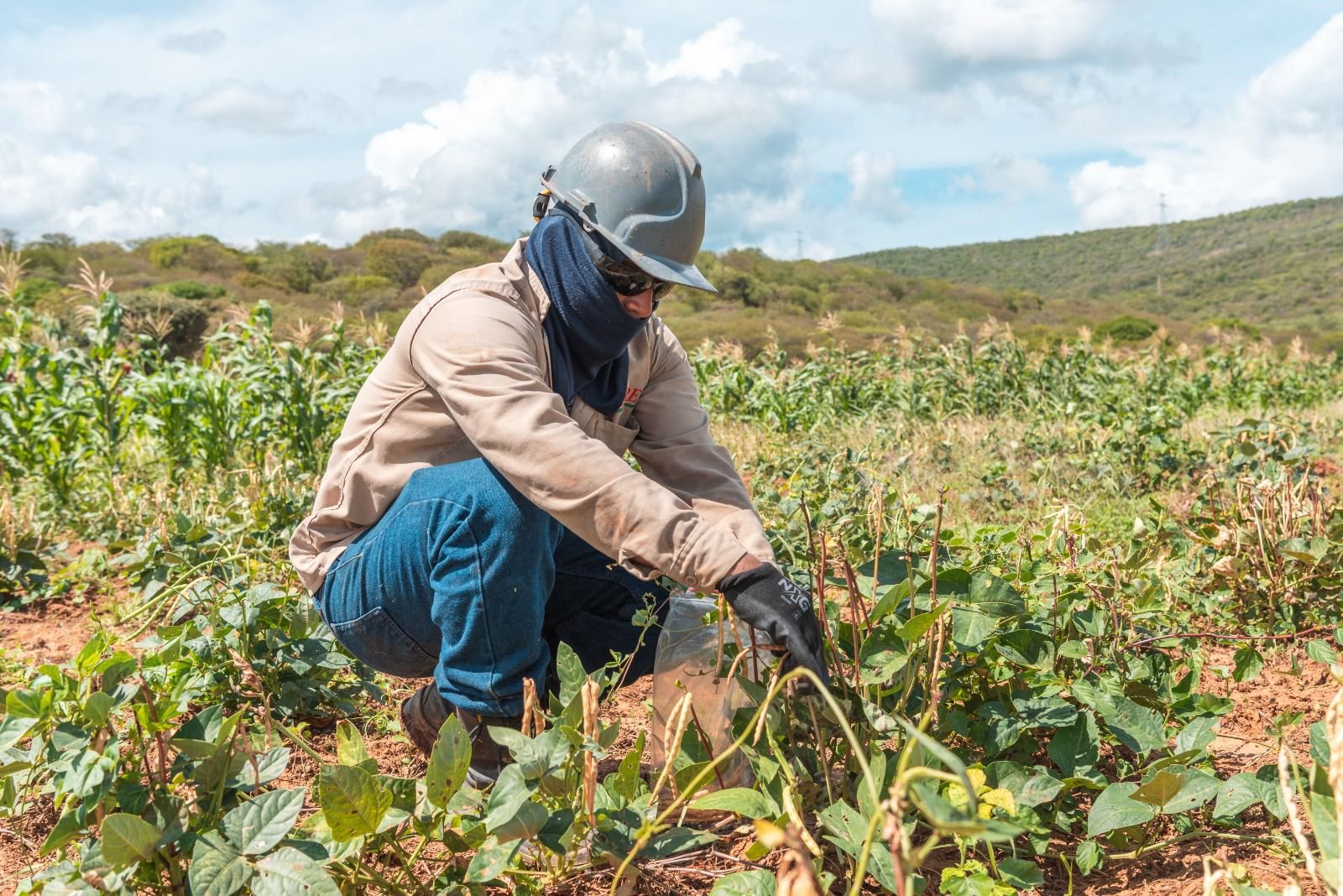 Granja Experimental Manantial de Cerrejón: producción sostenible en suelos rehabilitados